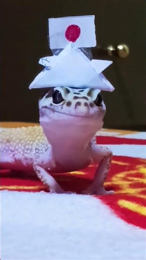 応援日本代表 #レオパ #shots #侍ジャパン #応援