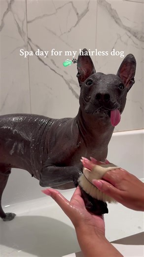 Dante | Rescue Xoloitzcuintli on TikTok