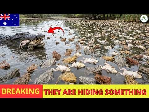 Saltwater Crocodiles In Australia HAVE STARTED EATING CANE TOADS – What Happens Terrifies Scientists