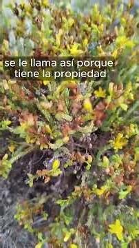 Hypericum ericoides - planta con grandes propiedades