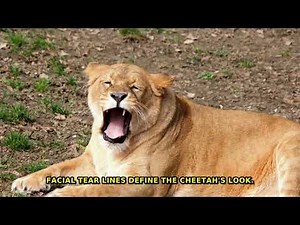 Cheetah vs. Leopard: Speed, Strength, & Shocking Differences