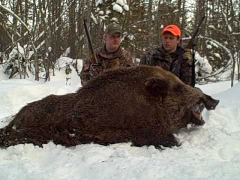 Best Boar Hunting Bear Mountain Michigan