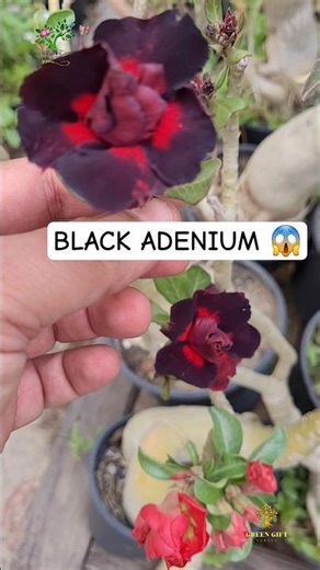 Black Rosey Adenium Finally Bloomed 🖤🌺 || #greengiftgarden #flowers