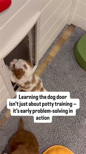 4.9K views · 11 reactions | When our Cavapoo puppies first learn to...