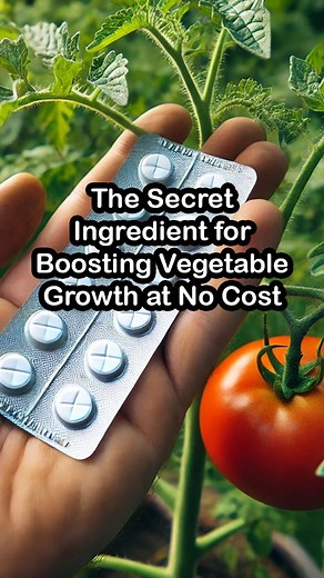 64K views · 247 reactions | The Surprising Benefits of Aspirin Treatment #tomatoes #tips #tricks #treatment #vegetables #plants #gardening #garden | Plants and gardening | Facebook