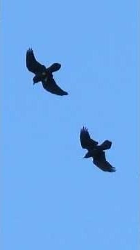 Raven pair-bonding ballet - synchronized flight - #ravens #birds #nature #appalachiantrail