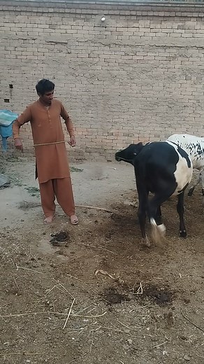 Amazing 🐄😍 and boy | donkey video