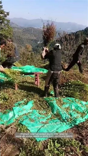 Manual Threshing of Harvested Plants on Tarps