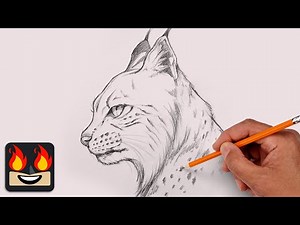 How To Draw a Lynx | Sketch Tutorial (Step-by-Step)