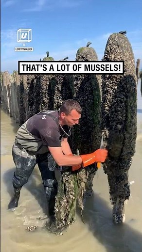 How Mussels Are Traditionally Collected 🤯 (🎥: tt/lepetitmoulier)