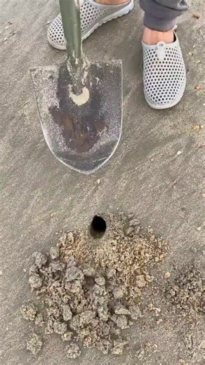 A man found a hole on a beach, and when he dug into it with a shovel, an unexpected arthropod emerged from inside.