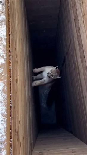 Watch as these two pumas fall into the trap by biting the meat and cannot get out