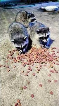 모기 잔치 #cute #animals#너구리 아기들