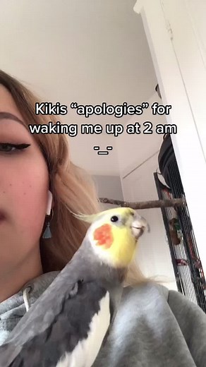 Cockatiel Apology Video - Funny Bird Moments