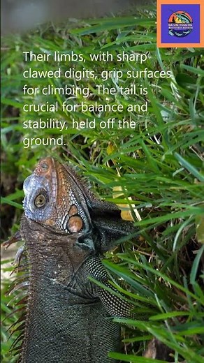 The Surprising Way American Green Iguanas Walk