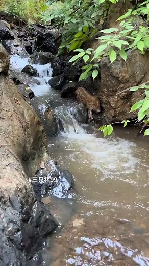 PiggFarming on Instagram: "3 Ways to Raise Pigs for BIG Farmhouse Profits! 🐷💰 Want to turn pig farming into a highly profitable business? In this video, we’ll show you three powerful ways to raise pigs in a farmhouse setting and maximize your earnings. Whether you’re just starting out or already farming, these practical tips will help you boost your farm’s profitability while ensuring your pigs grow healthy and strong. We’ll cover: ✅ The best pig breeds for fast growth and high returns ✅ Feedi