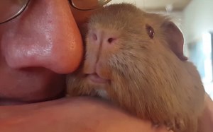 甜甜的Kandis（一只豚鼠舔你的鼻子）！