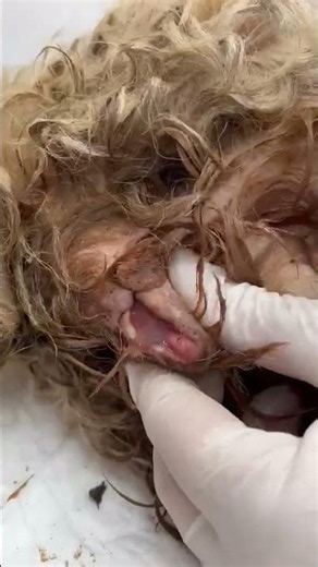 Left By Previous Owners To DIE On The Streets, Found Covered In Mud And Blood... [STORY BELOW]