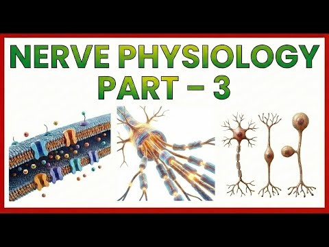 3. Nerve Physiology – Action Potential 🧠⚡ | Mechanism, Phases, MCQs & Classification of Neurons