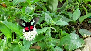 Houston Museum of Natural Science on Reels | Facebook