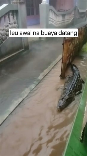 buaya ai jangan sampe masuk grup keluarga #fypシ #viral