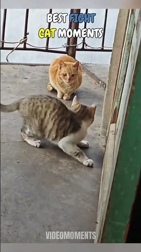 Best Cat Fight Compilation Ever 🤣 #funnycats #catfights #shorts