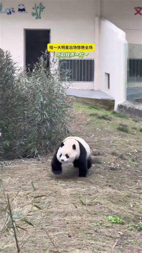 Chase the Giant Snowball Adventure: Yu Ai's Panda Playdate