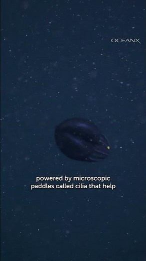 ✨ Ancient Aliens of the Deep