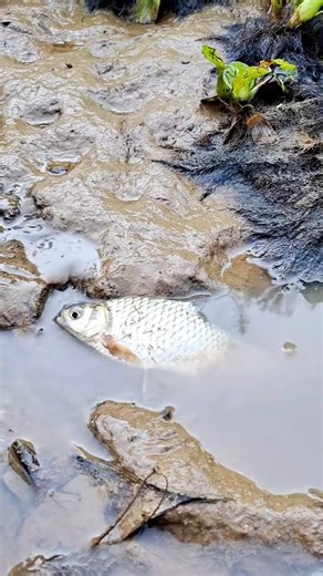 A crapfish found nearby a canal😲 #youtubeshorts #shorts #fish #fishing #trending #fishingvideos