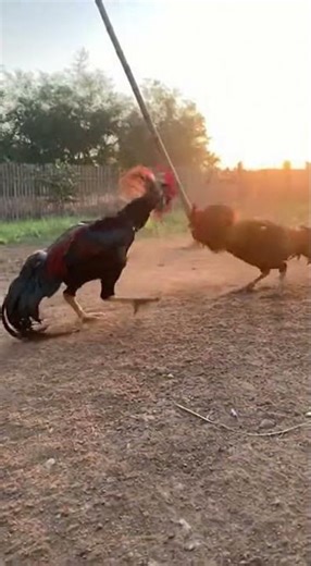 Raw & Intense: Kulang Asil Roosters In A High-Stakes Showdown! 🐓🔥#birdbattle #cockfight#roosterfight