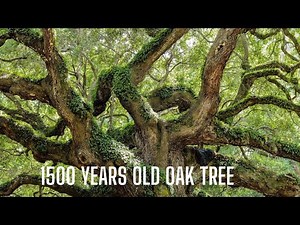 1500 Years Old Angel Oak Tree in South Carolina