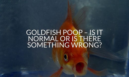 Goldfish Poop - Is It Normal Or Is There Something Wrong?