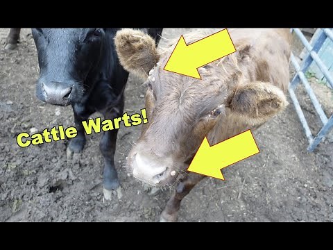 Cattle Warts!