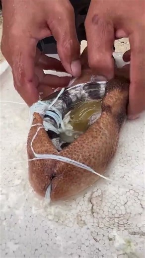 I Wasn’t Expecting THIS Inside a Sea Cucumber… 🐍