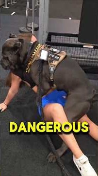 my favourite dog🦮 breed || #shorts #canecorso