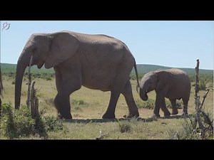 1 Hour of African Music: Epic Music, Cinematic Music, Inspiring Music