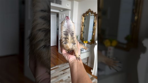 Prairie dog greets the day with a morning wahoo