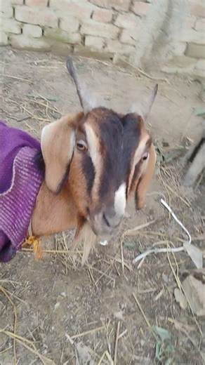 #goat #shorts #shortsfeed