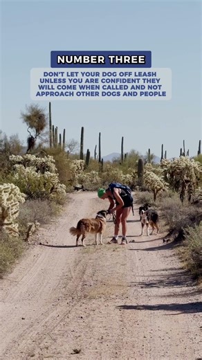 The TOP 3 Rules For Hiking With Your Dog