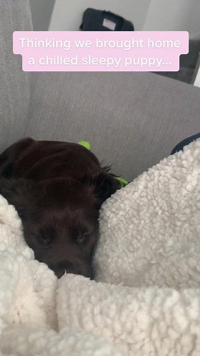 What a 🤪#cockerspaniel #cockerspanielsoftiktok #cockerspanielpuppy #puppies #puppiesoftiktok #dogmomlife #dogmom #chocolatecockerspaniel #dogsoftiktok #cocker #dog #crazydog #joblesscockerspaniel #cutedog #puppy