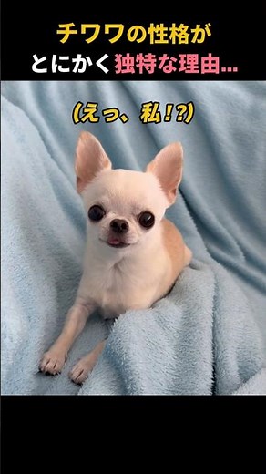 チワワの性格がとにかく独特な理由…