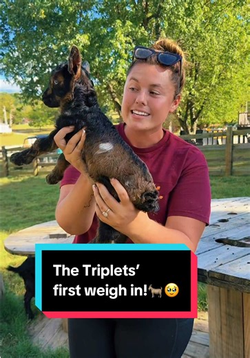 The Triplets’ first weigh in!🐐🥹 | Katievanslyke