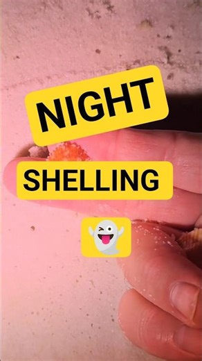 Back out shelling 🤙 #seashell #shellinginflorida