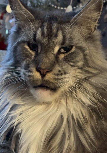 Miłość #dlaciebie #goldenretriever #foryou #dogcat #mainecoon #funnymoments