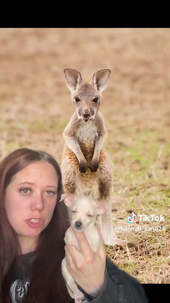 If yall have any more suggestions on what she looks like let me know below 🤣 @Rags to Riches Animal Rescue #rescuedog #fosterpuppy #puppy #puppytiktok #greenscreen