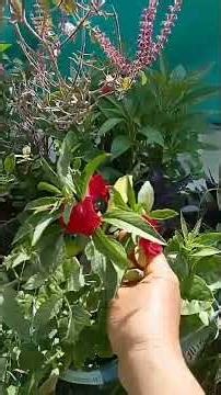 MY SMALL BEUTIFUL GARDEN WOWW WONDER PEACEFUL #trending #gardening #nature 💕😲👌👌👌👌⭐⭐⭐⭐