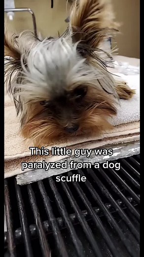 Miraculous Recovery: Paralyzed Dog Finds Hope Through Acupuncture