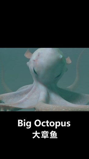 He wants to use the baby octopus to make money!😅 #youkumovie #优酷电影 #movies #thriller #horrormovie #actionmovie #fantasymovie | Youku Movie