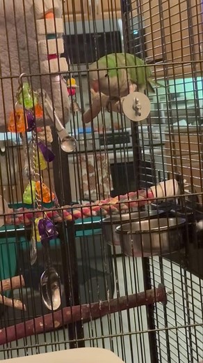 2.9K views · 128 reactions | 菱 My dinner guest tonight is the adorable “Skye”, Quaker Parrot ….. | Palm Beach Parrot & Bird Rescue/Sanctuary Of South Florida | Facebook