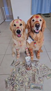 745K views · 12K reactions | Their daily hustle Get a hat like theirs on our website: thegoldenbros.com Use code: GOLDENBROS10 to save on your first order! #goldenretriever #dog | Sammy The Golden Retriever | Facebook